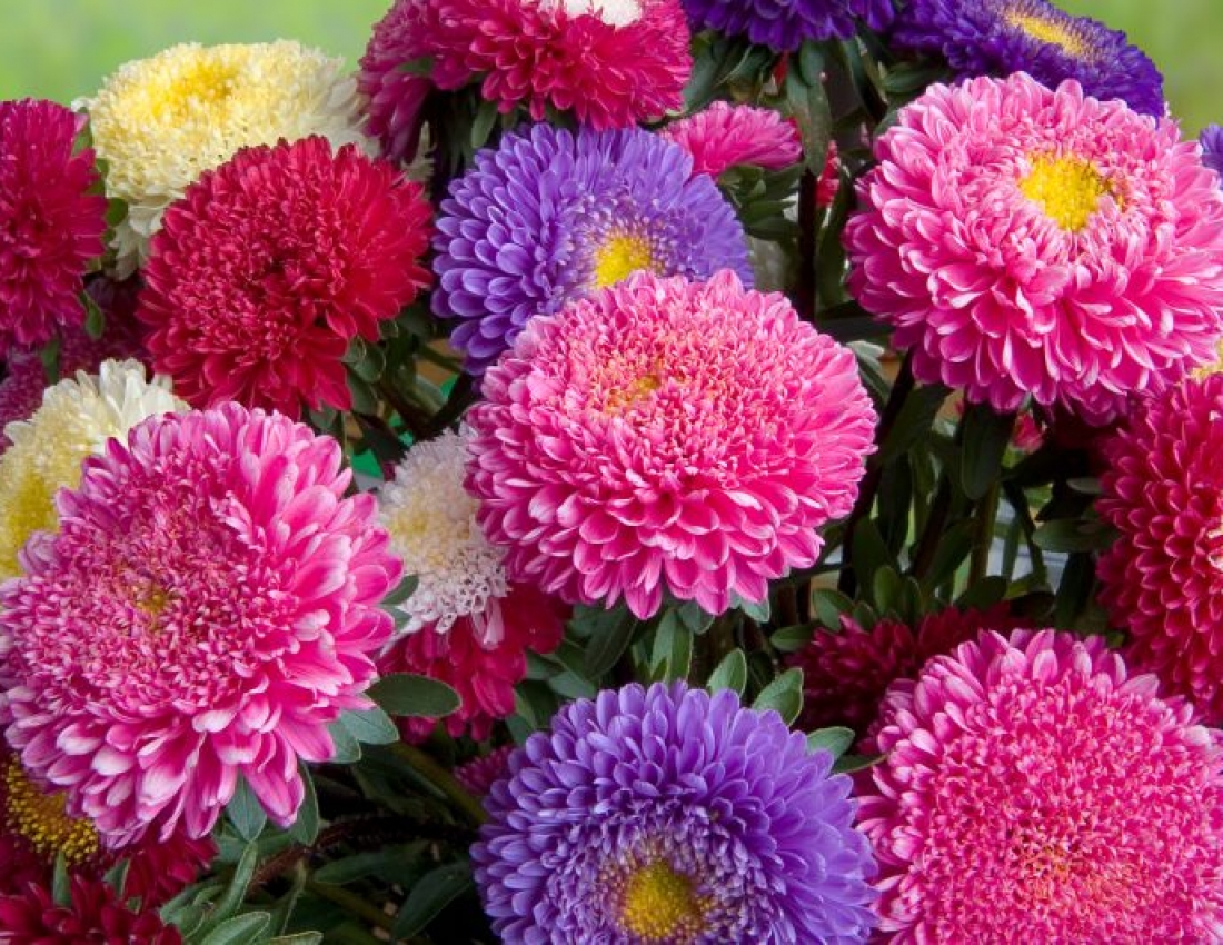 Айстри задумані, квіти останнії...