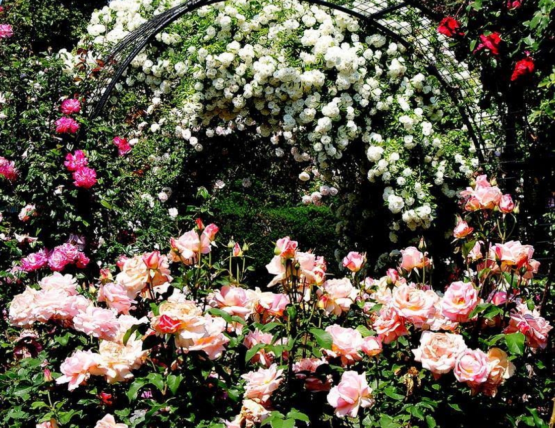 Магія квіткових арок