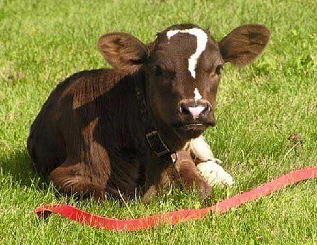 Природа щось хотіла сказати???