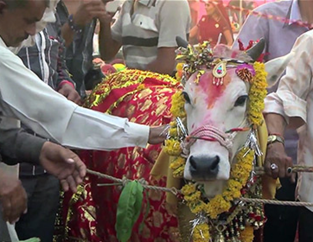 Найсмачніше молоко з таких корівок