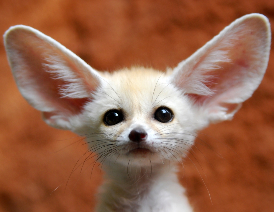 Тваринка з кумедною назвою «фенек» :-)))