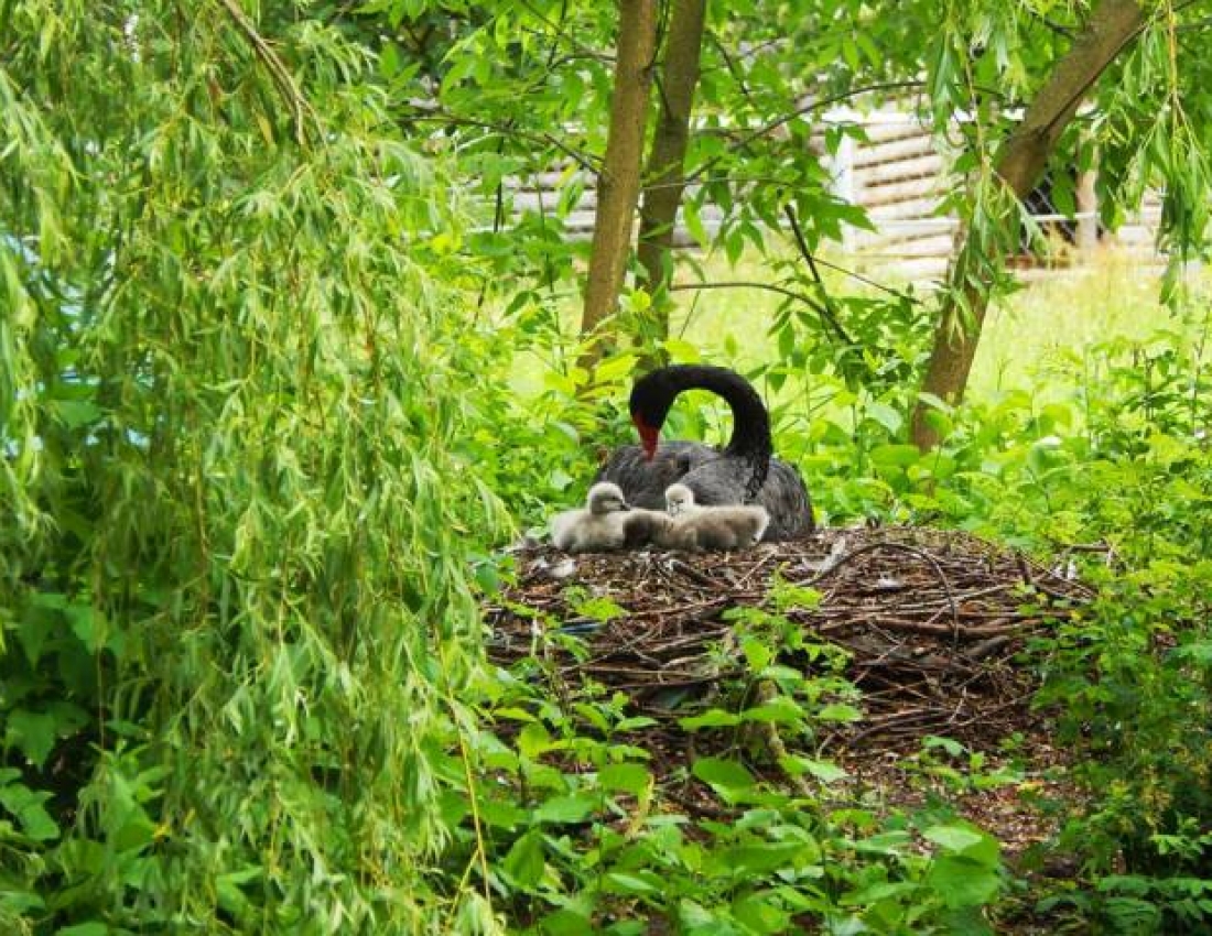 Весняні подарунки або жовторотики :-)