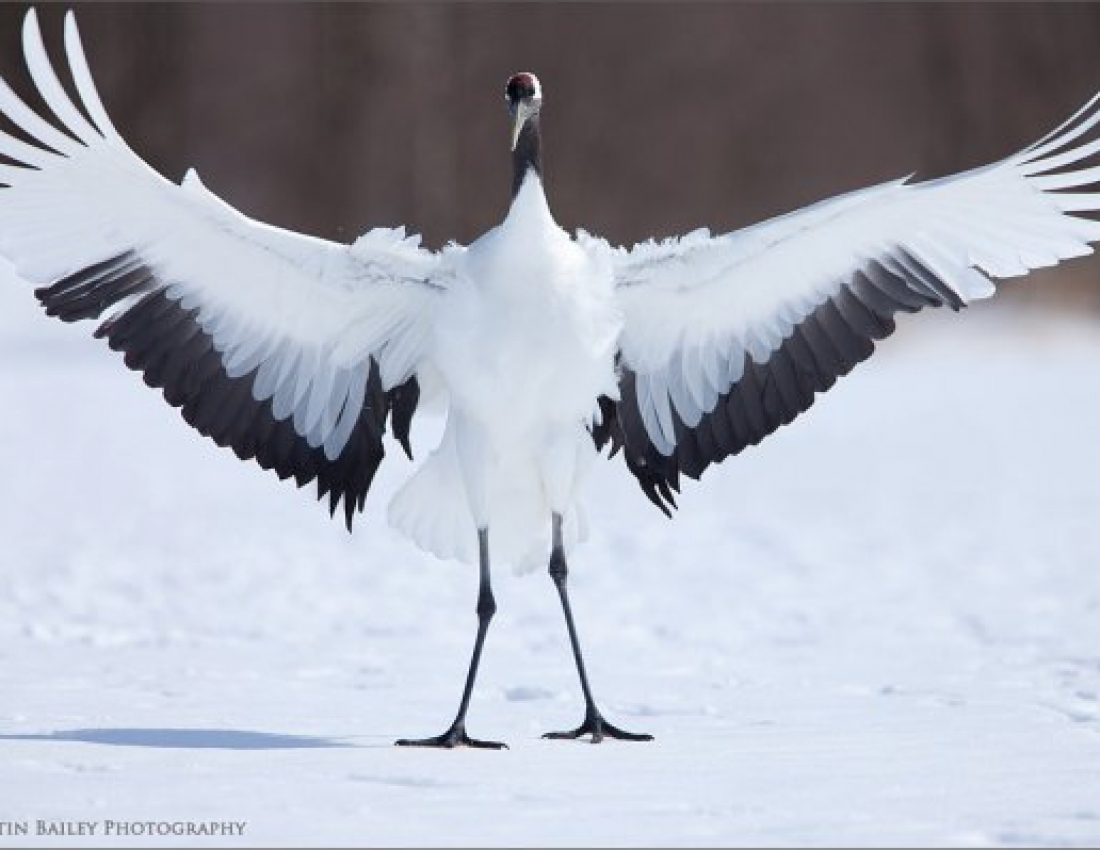 Шлюбний танок журавля: чи бачили Ви щось романтичніше?!..