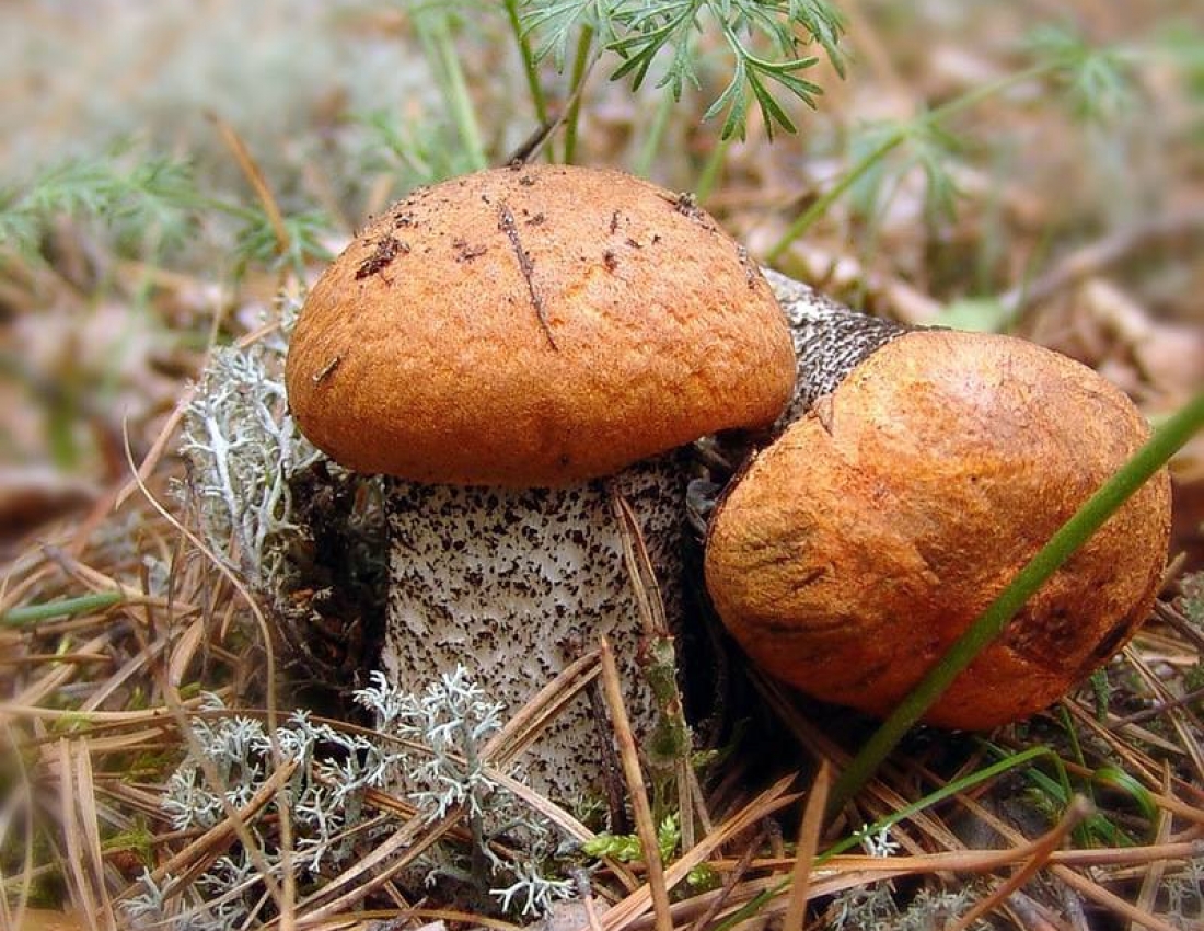 Грибний сезон відкрито!!!...