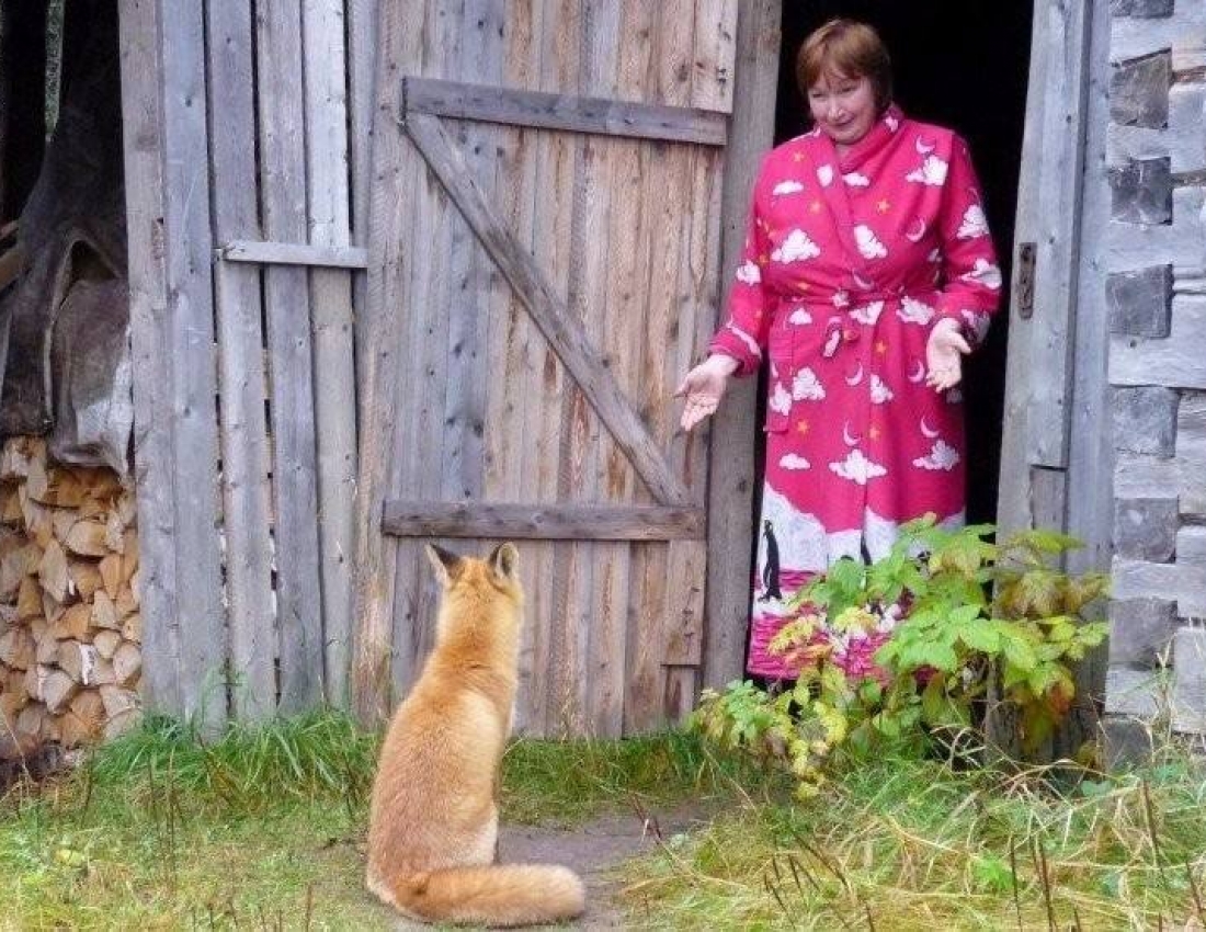 Все... Нема курей... Закінчились...