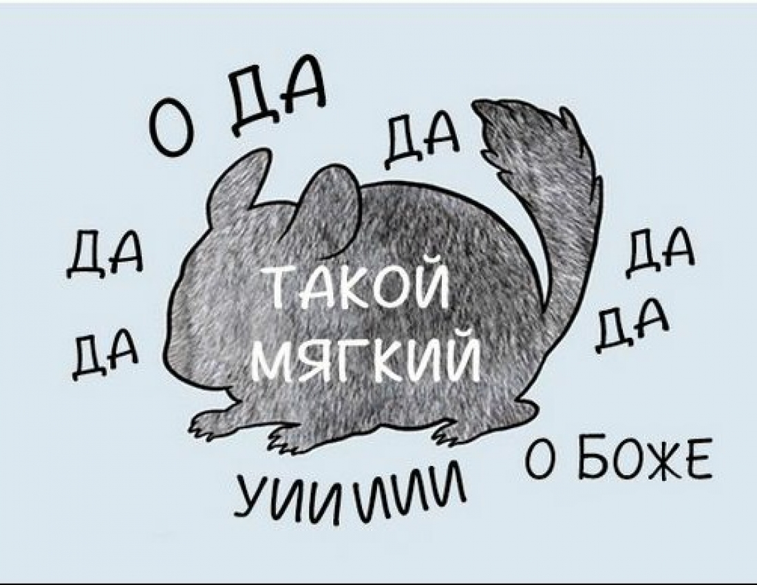 Як правильно гладити тварин