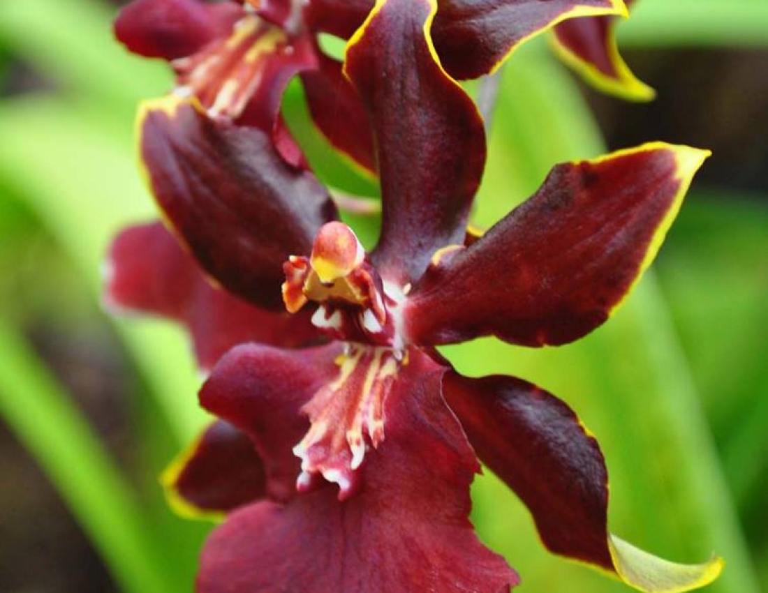 Ніжність орхідей