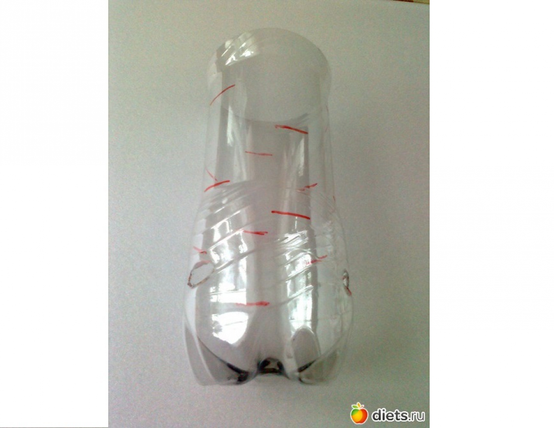 Як виростити цибулю в туалетному папері