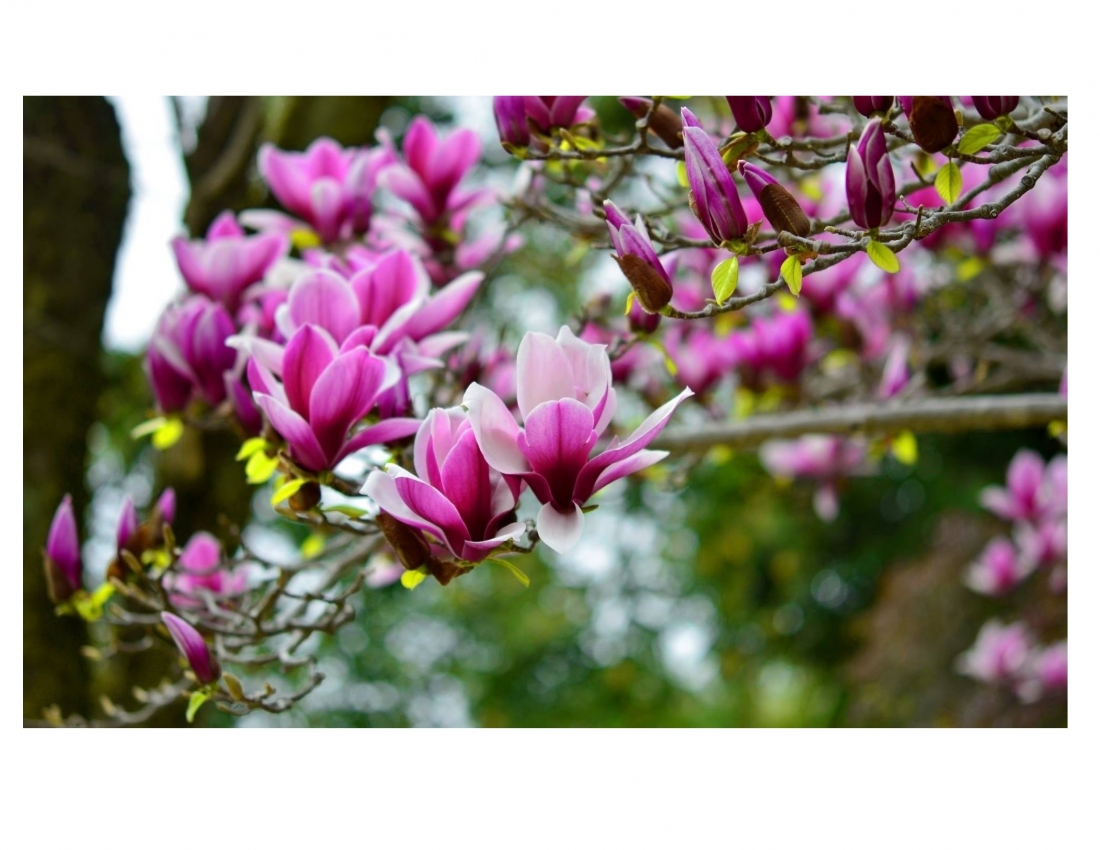 МАГНОЛІЯ - безцінний дарунок природи...