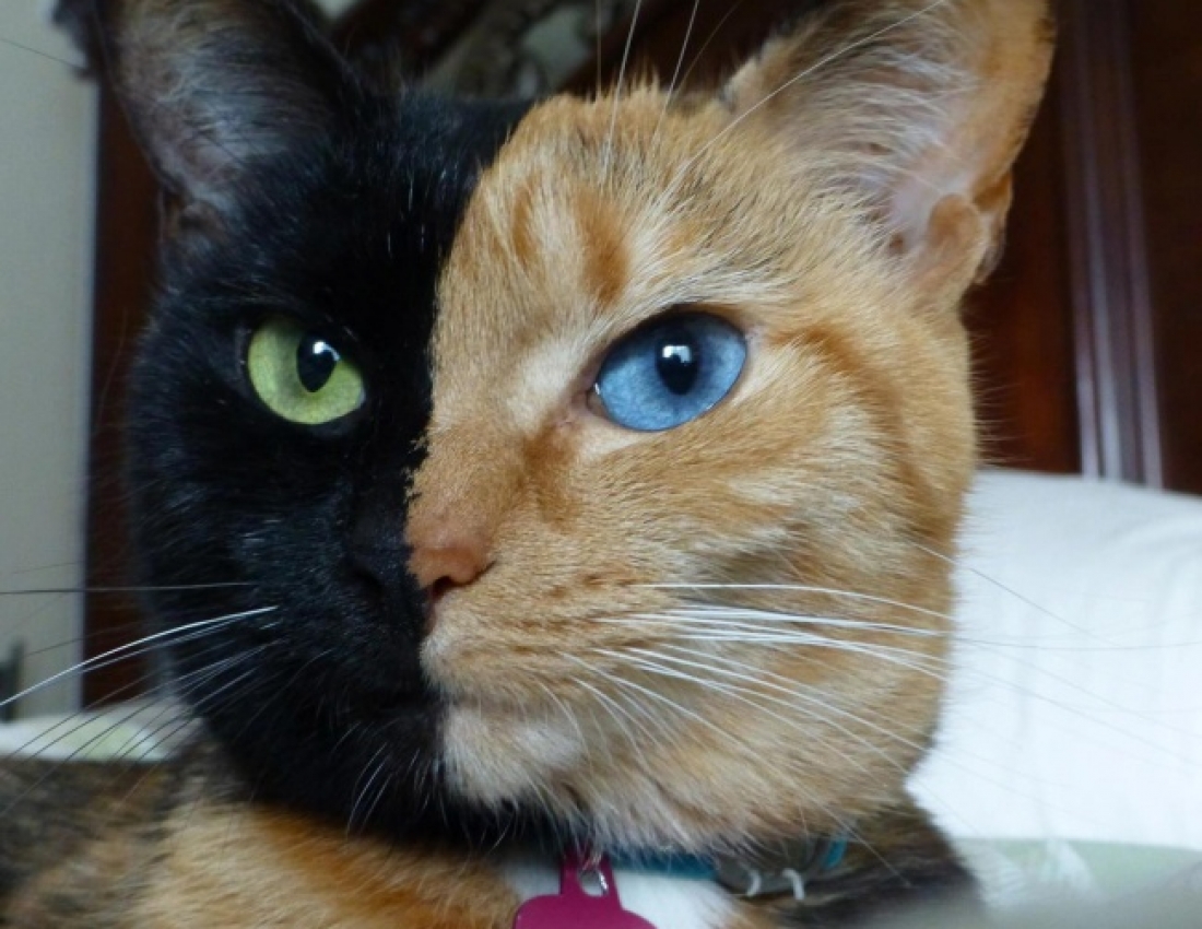 Котики розмальовані самою природою!