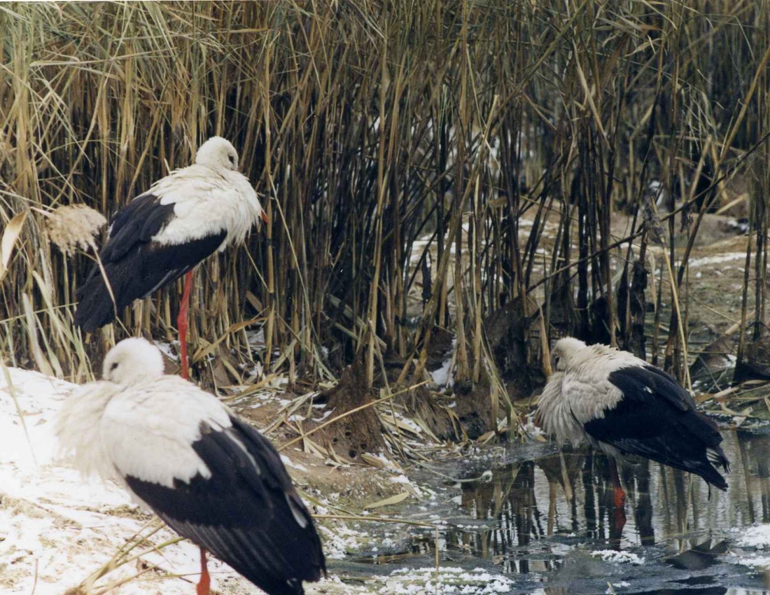 Лелеча моя Україна