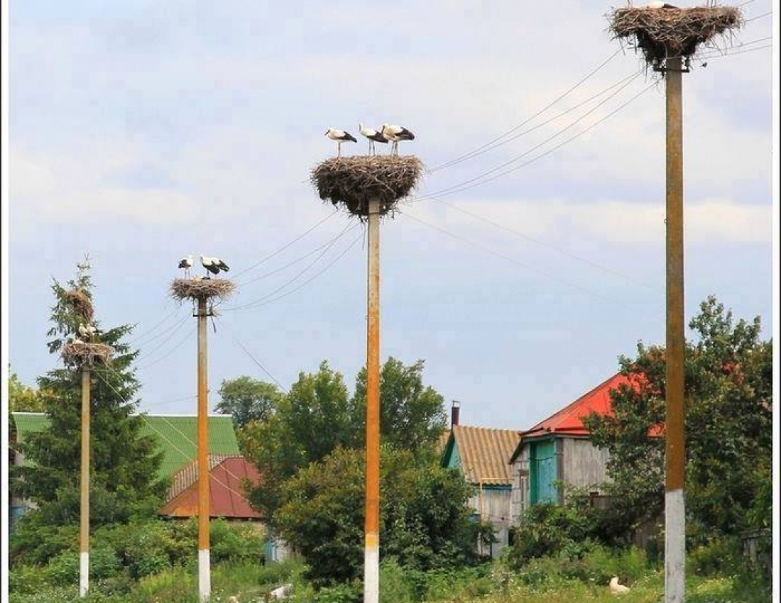 Лелеча моя Україна