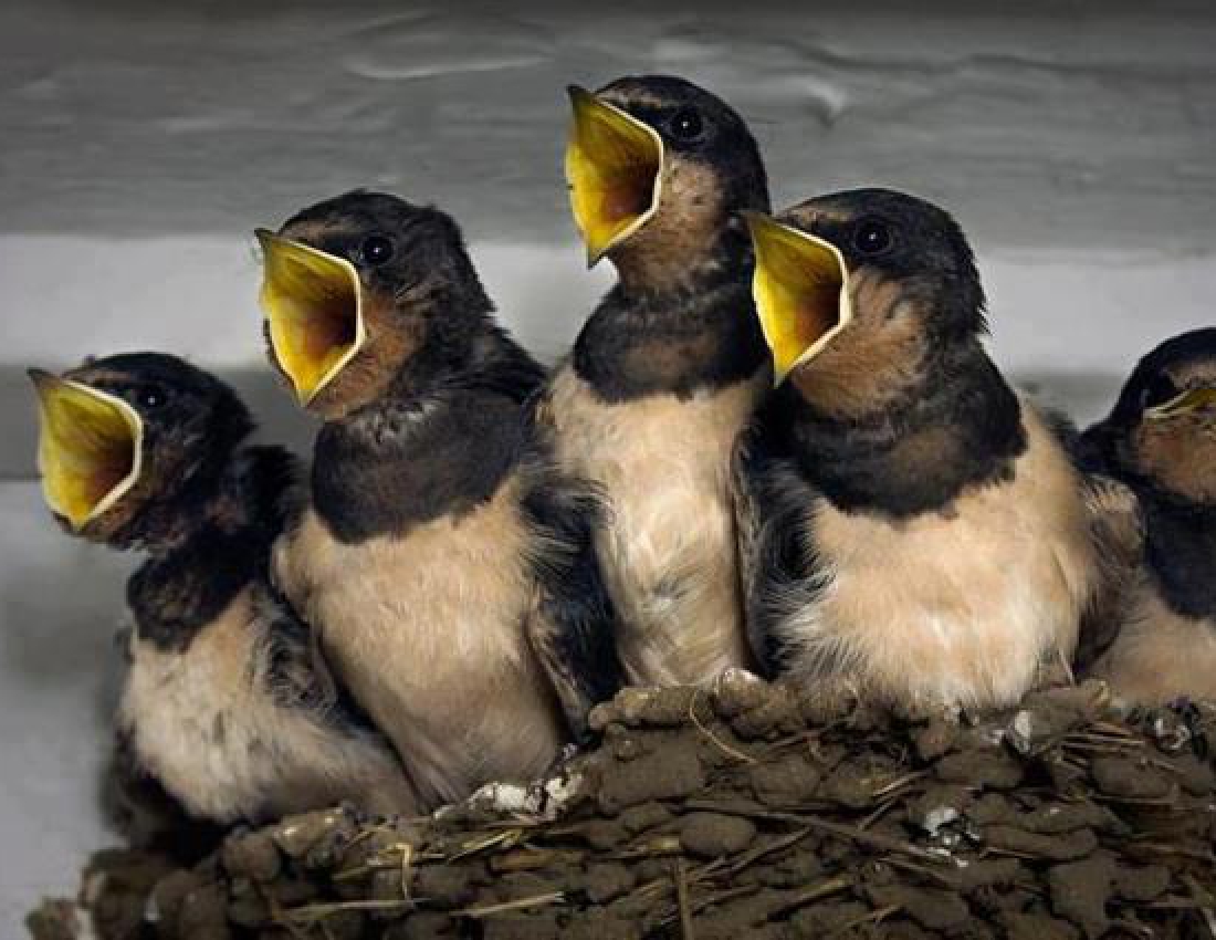 Скоро новорічні корпоративи...