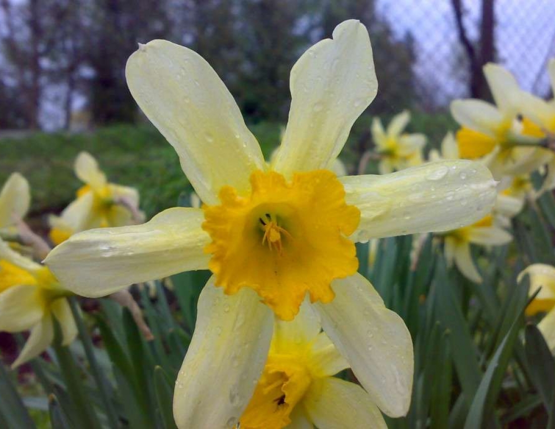 Весняні нарциси