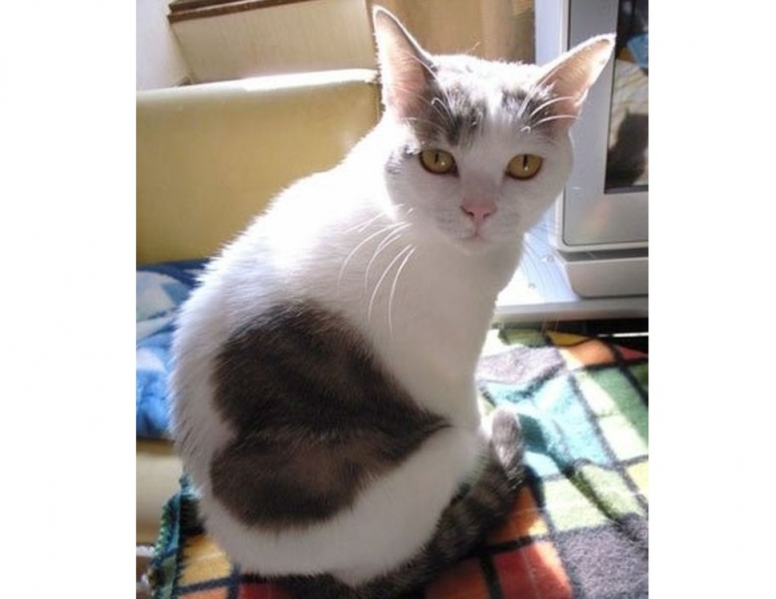 Котики розмальовані самою природою!