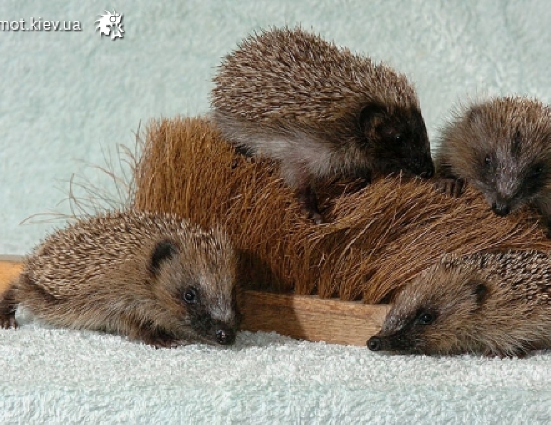 Цікавий світ природи