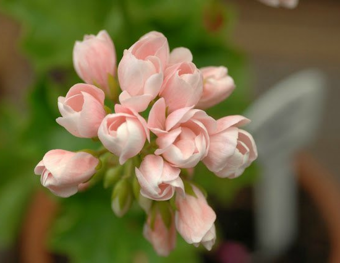 Для душі: герань - окраса нашої оселі...