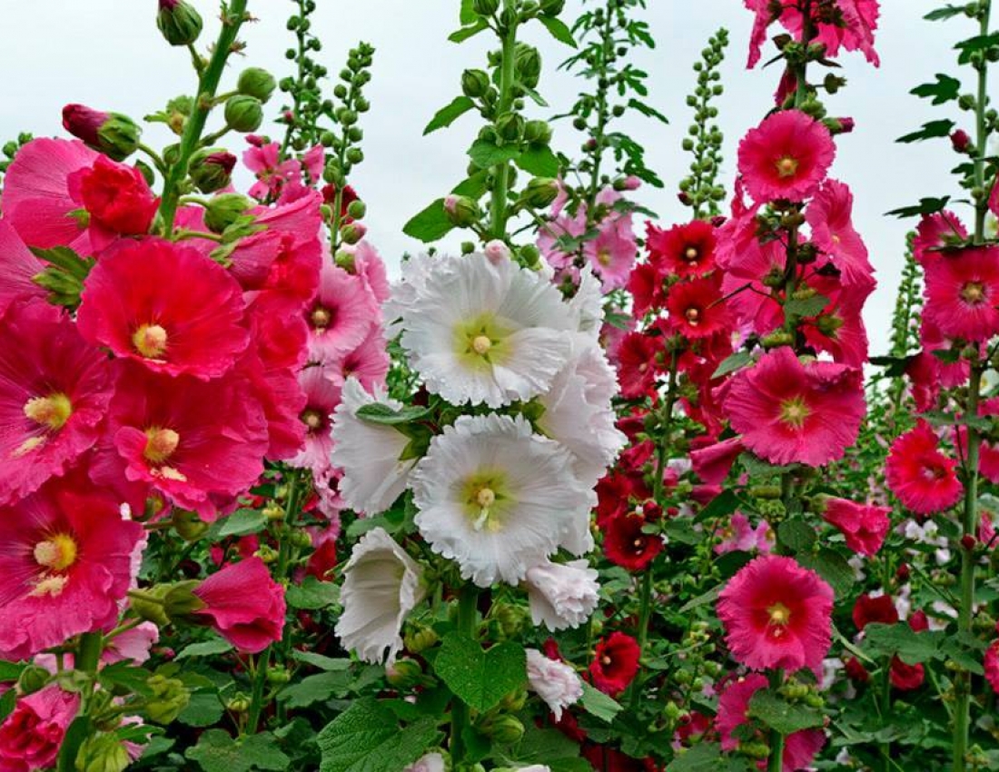 З літечком!!!