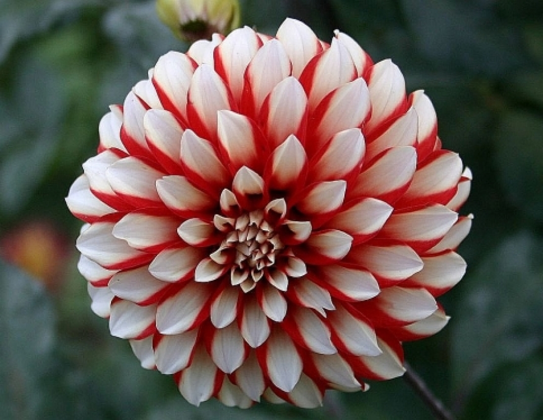 Жоржини з дитинства...