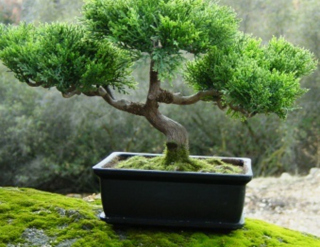 Дивовижний бонсай: коли ліс і сад  у тебе вдома...