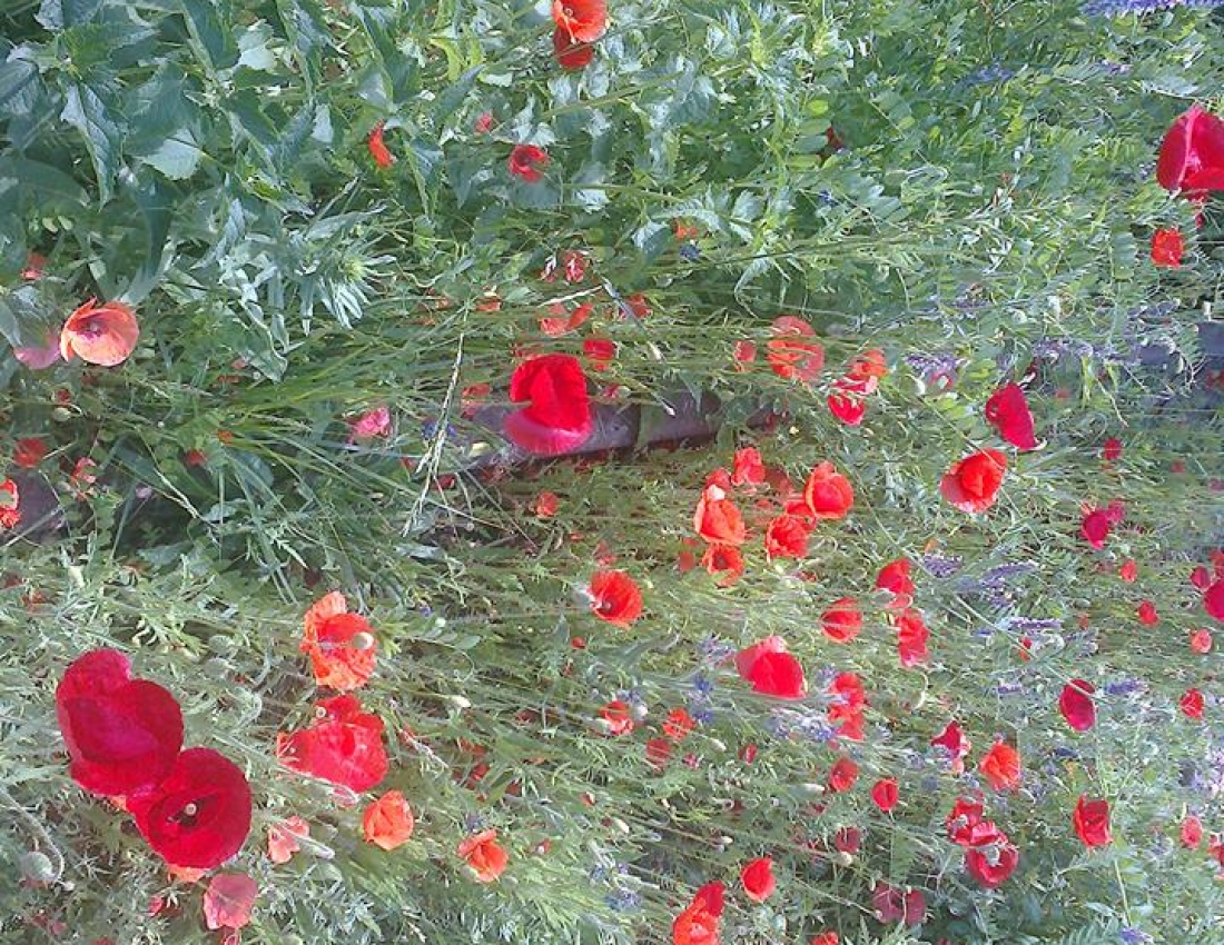 Маки... Квіти нашого мирного життя