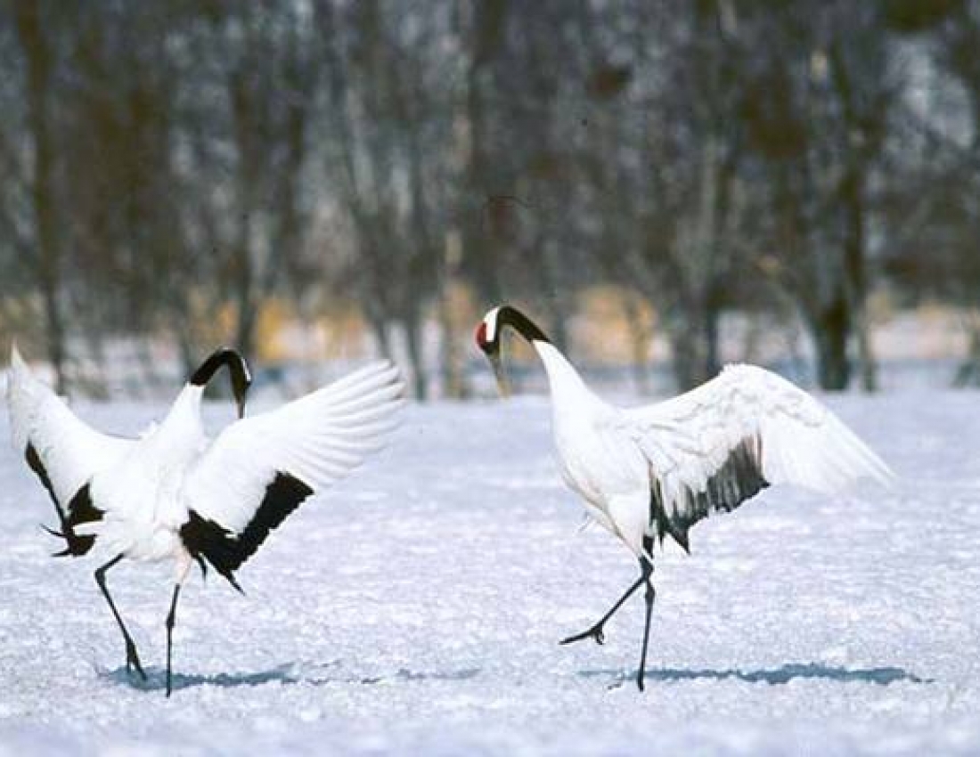Шлюбний танок журавля: чи бачили Ви щось романтичніше?!..