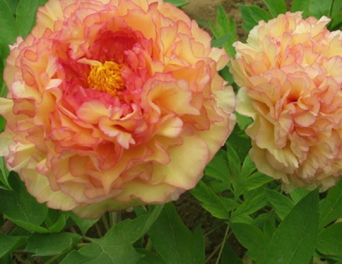 Півонного  пахучого травневого ранку!!!