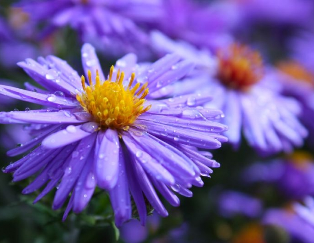 Айстри задумані, квіти останнії...