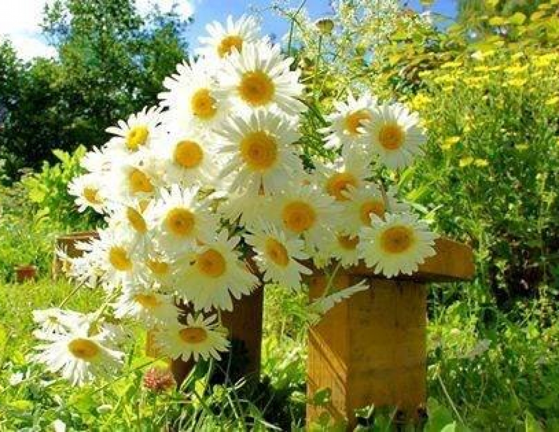 Теплого вечора, миру в оселі, спокою в серці, щастя в очах...