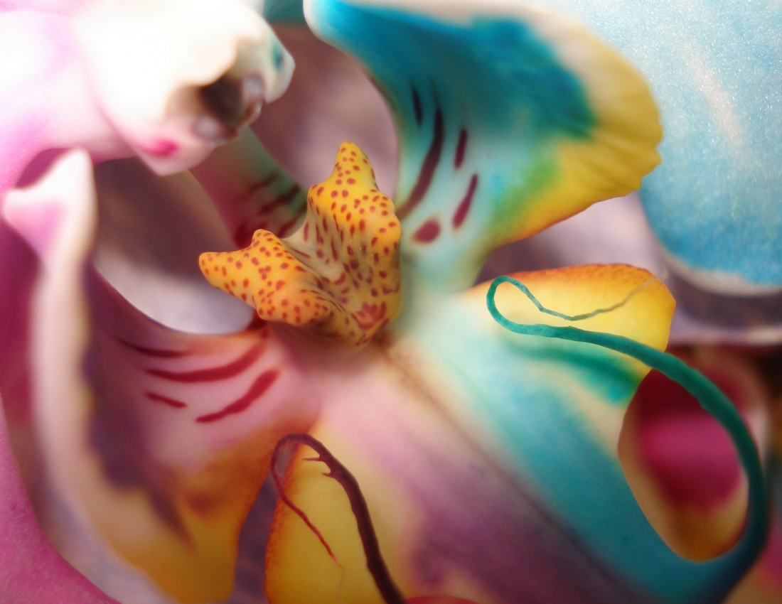 Незвичайні орхідеї, які вражають своєю красою...