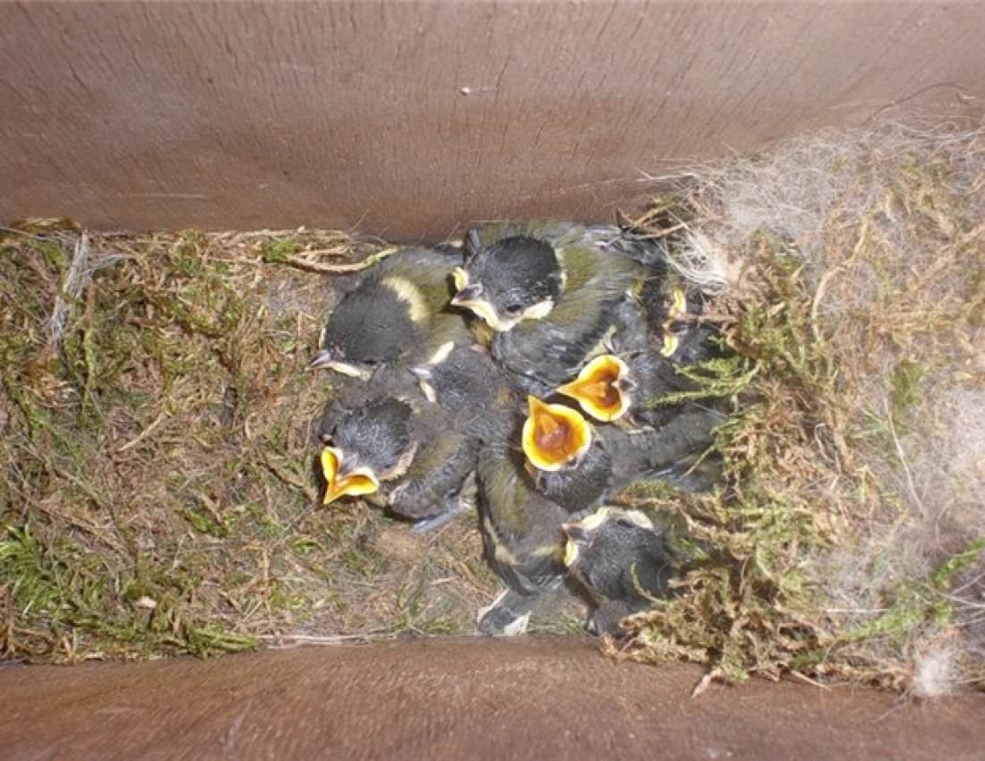 Весняні подарунки або жовторотики :-)