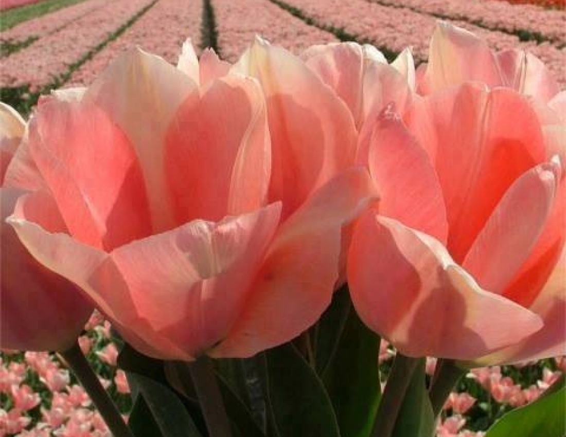 Краса навколо нас...