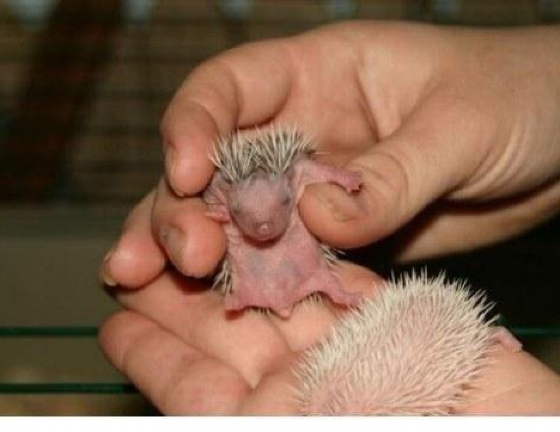 Цікавий світ природи-2