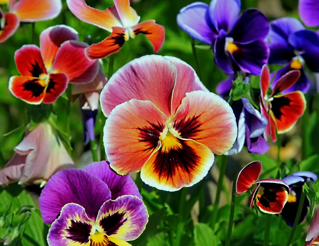 Очі наших братиків