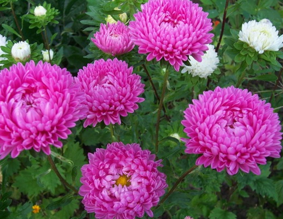 Айстри задумані, квіти останнії...