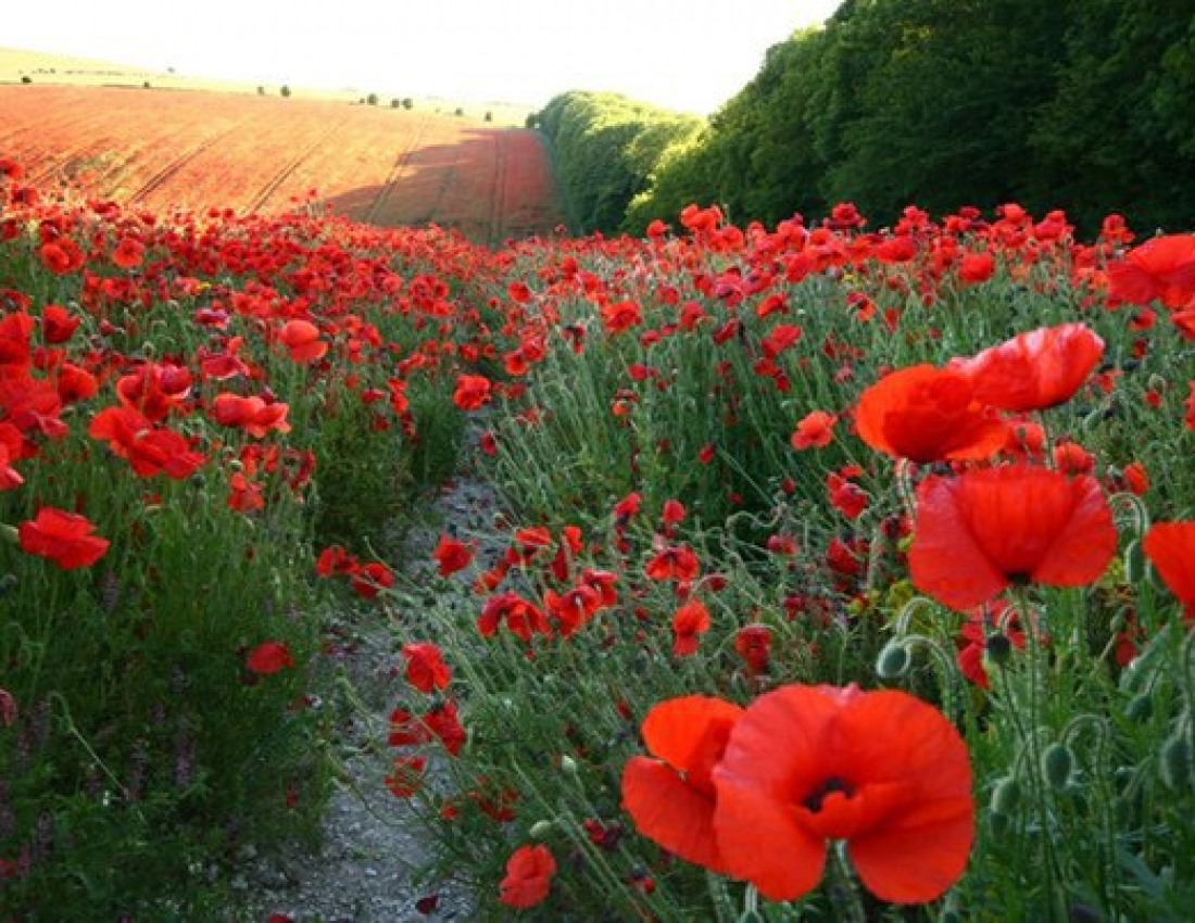 Краса навколо нас...