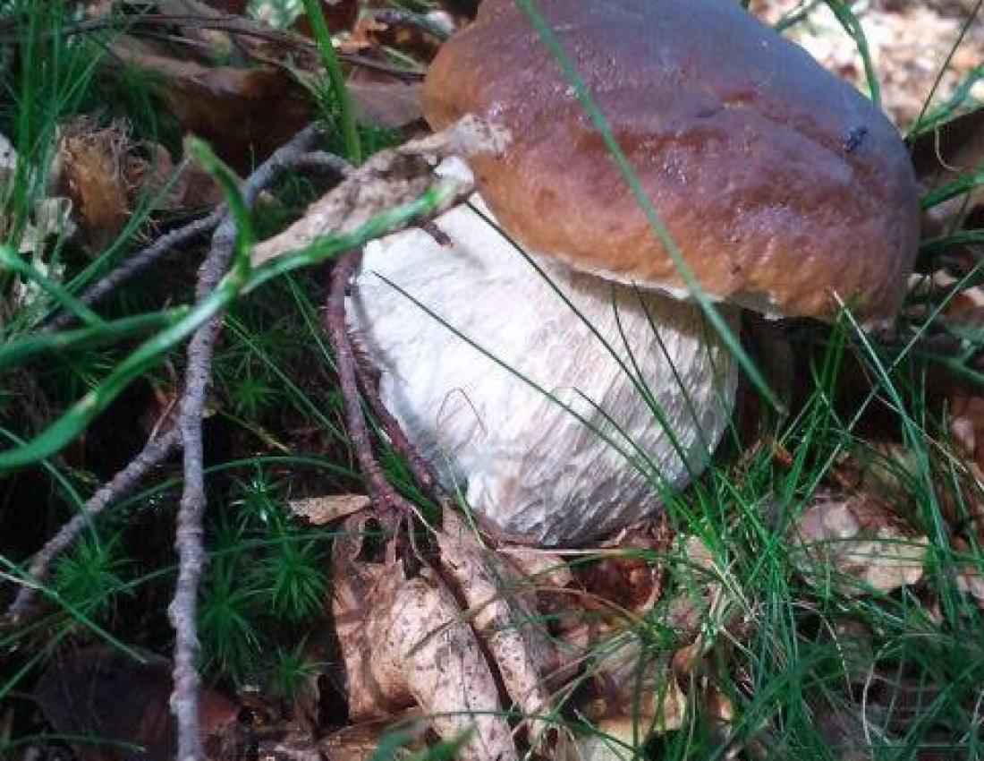 Грибний сезон відкрито!!!...