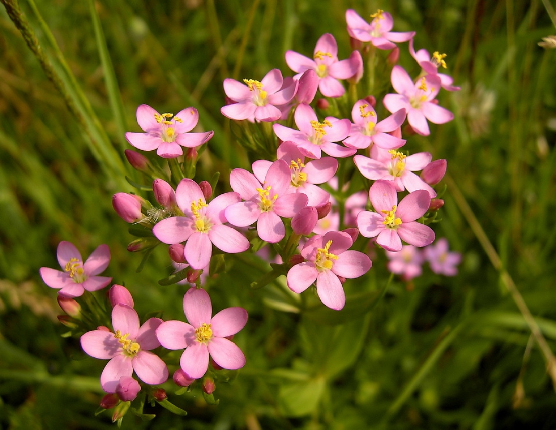 Краса, що лікує ...