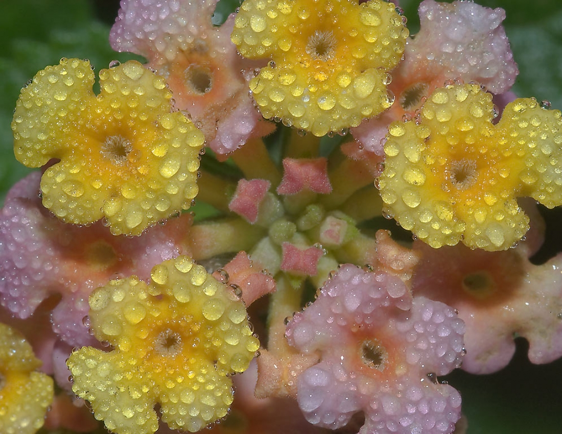 Свіжість, гармонія та колір - усе для нашого гарного настрою)