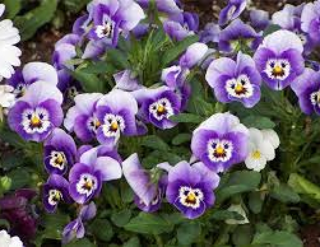 Виола виттрока анютины глазки. Кустарник виола. Saintpaulia botanika фиалка. Виола анютины глазки. Виола виттрока альпензее.