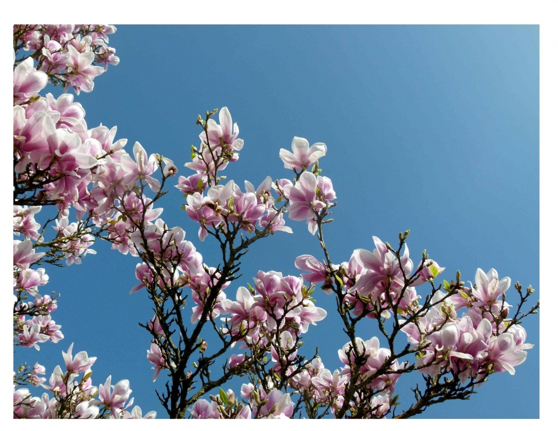 МАГНОЛІЯ - безцінний дарунок природи...