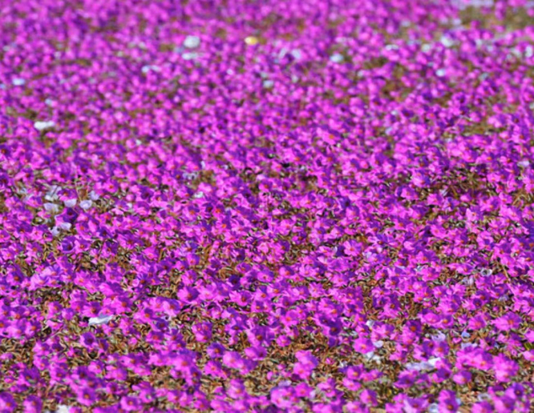 Пустеля та рожеві квіти - виявляється можливо !!!