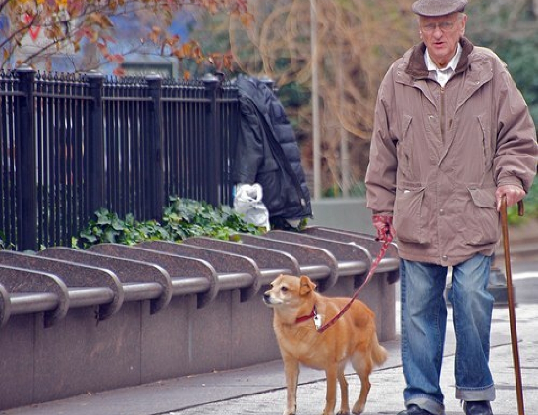 Коли тварини більше, ніж друзі ...