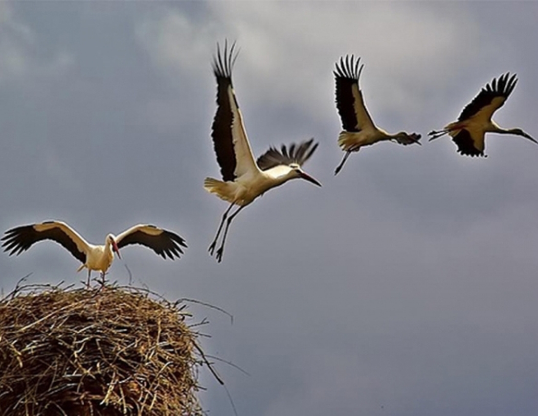 Відлітають журавлі...