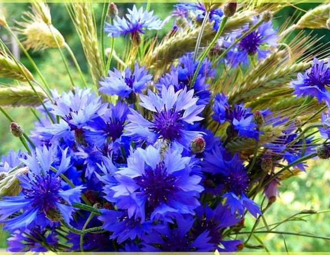 Теплого вечора, миру в оселі, спокою в серці, щастя в очах...