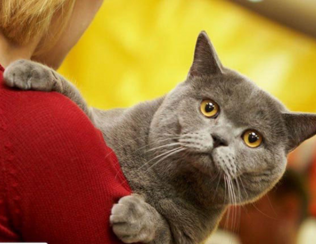 Коли тварини більше, ніж друзі ...