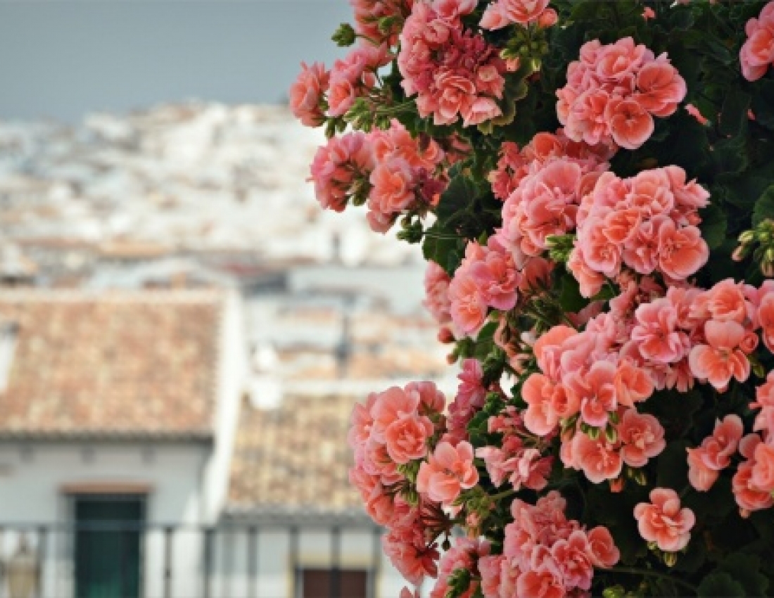 Для душі: герань - окраса нашої оселі...