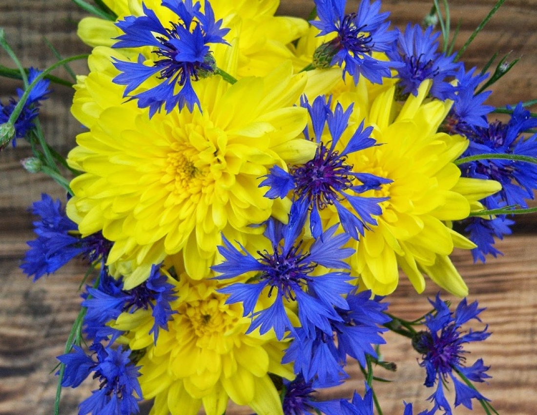 Вечірнє сонце, дякую за день!І за волошки в житі золотому