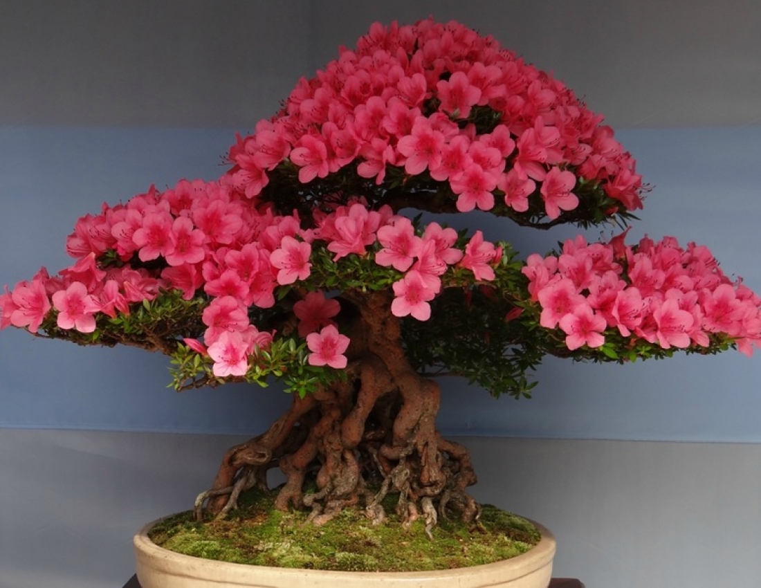 Amazing bonsai: When both a forest and a garden are in your house...