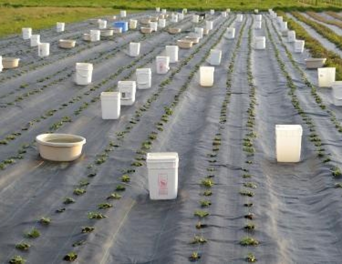 Розумні способи вирощування полуниці